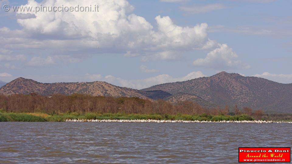 Ethiopia - Lago Chamo - Pellicani - 02.jpg